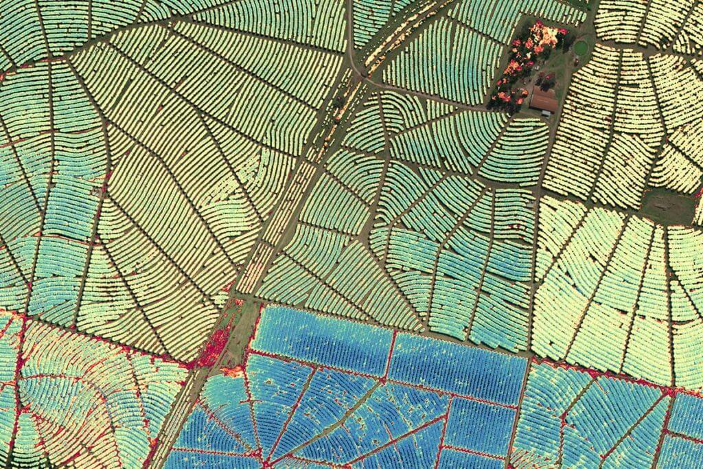 Sortie NDVI MicaSense RedEdge-MX