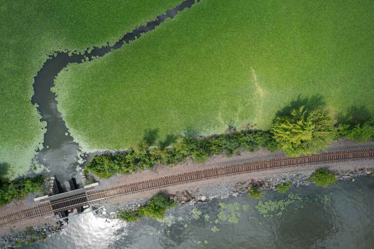 Wingtra data monitoring non-indigenous water species