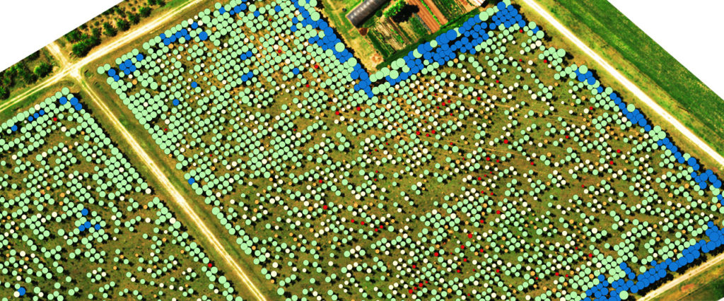 Salida RGB + vectores creados con algoritmos SIG para determinar el conteo de plantas + mapeo de salud, cortesía de Micasense