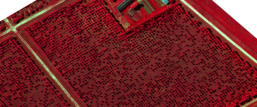 Mapa infrarrojo compuesto para el seguimiento de la salud de las palmeras, cortesía de Micasense