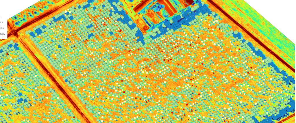 NDRE + vectores para el conteo de plantas y determinar la salud de cada árbol, cortesía de Micasense