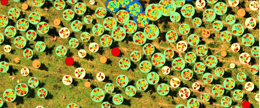 Detalle del ortomosaico RGB con vector que muestra la salud de los árboles, cortesía de Micasense